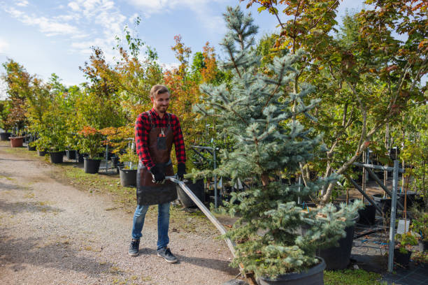 Professional Tree Service in Enlow, PA